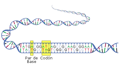 Ilustración de los pares de bases de la ADN y los codones
