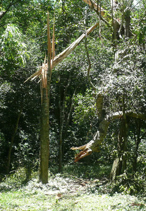 Árbol quebrado